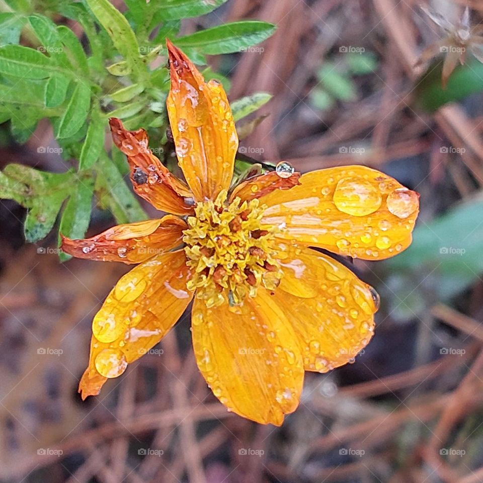 #flower #flowers #yellowflower #yellowflower #rain