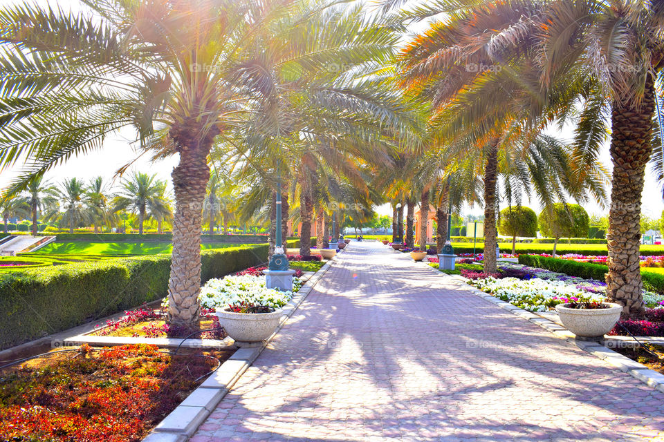 Path way inside the garden