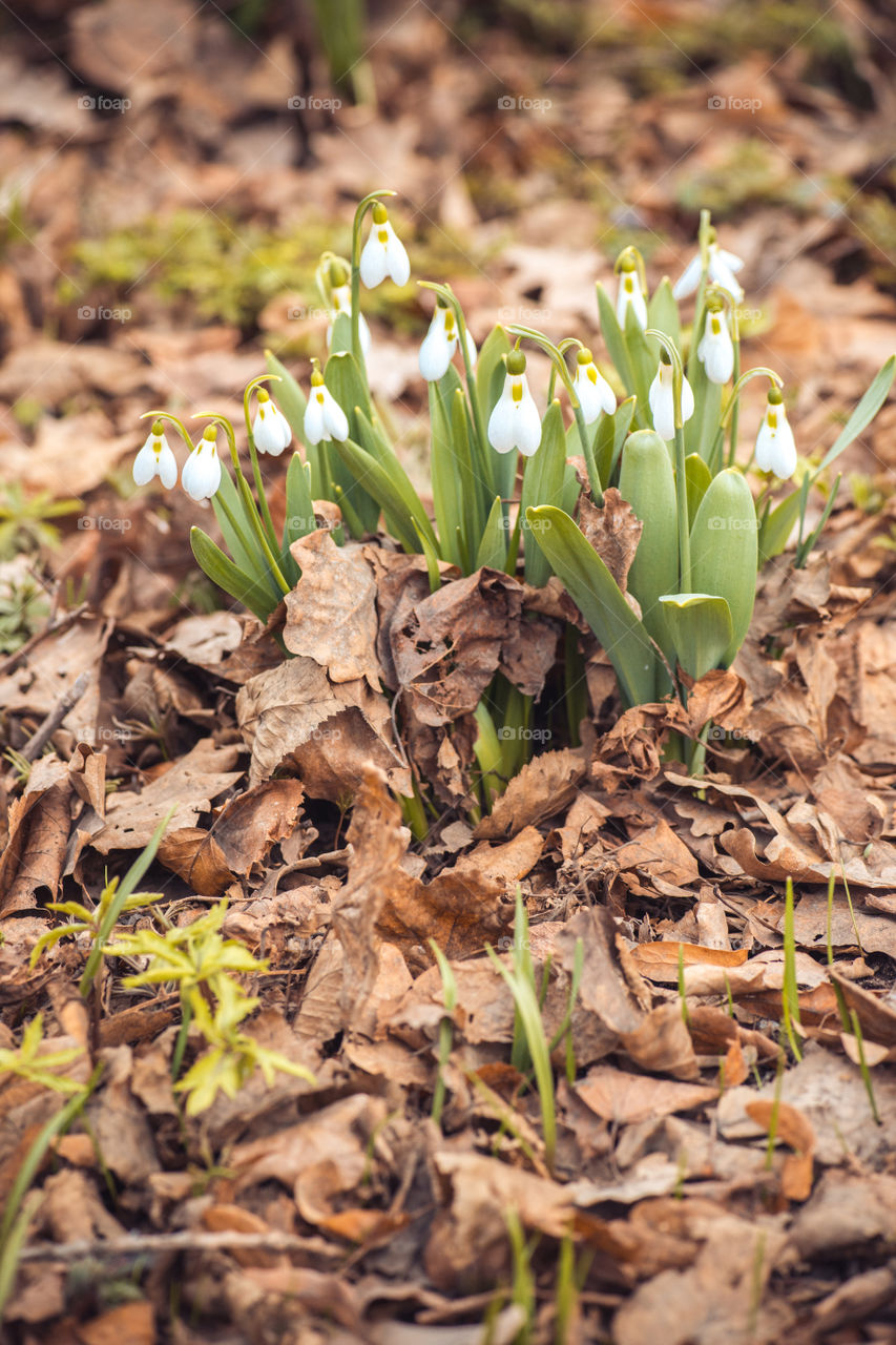 spring snowdrop flowers in the forest