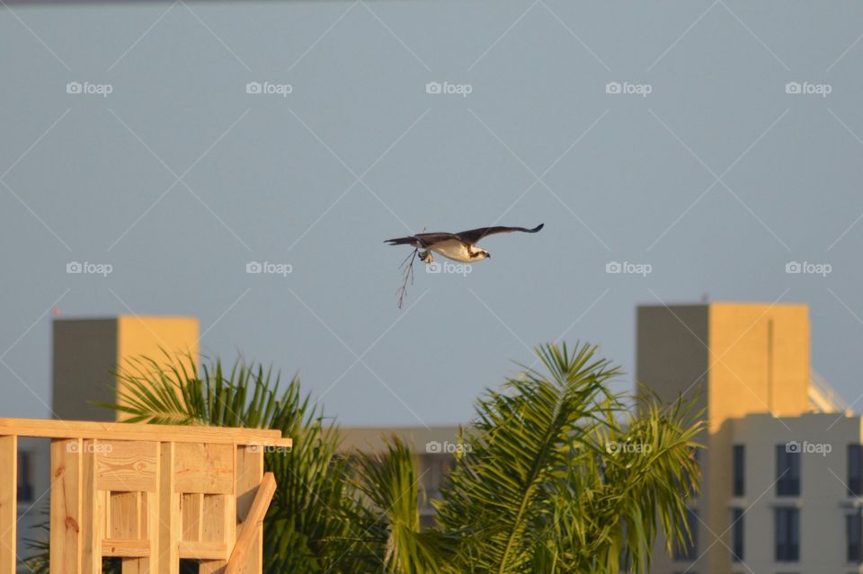 To left new construction, to right osprey building his house