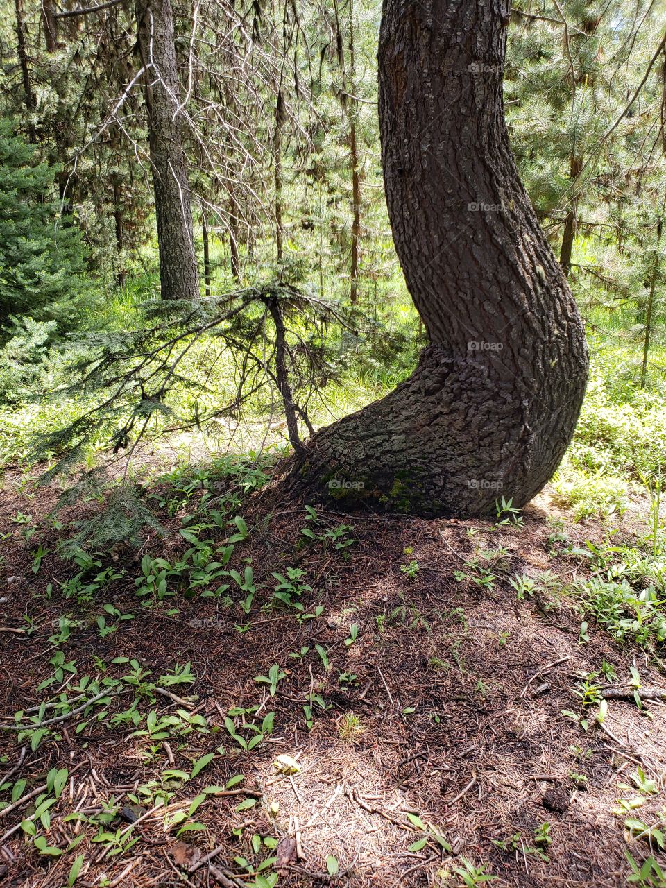 A large tree curved at the bottom by weather endured when it was young provides a unique element in the forests of Central Oregon on a sunny summer day.