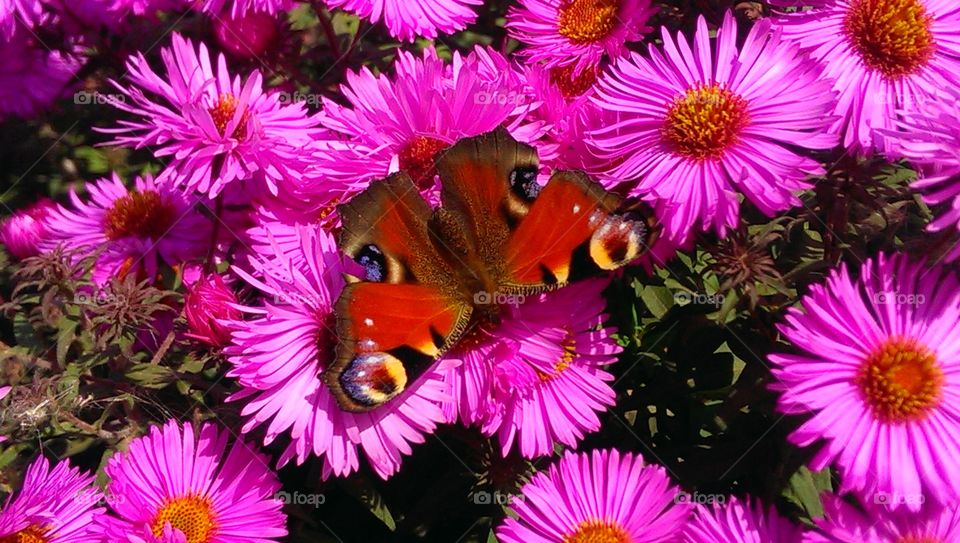 Butterfly on pink flower
