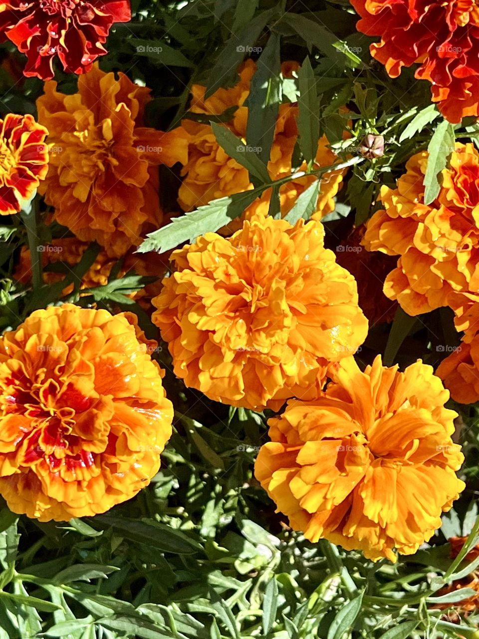 Marigolds (lat. Tagétes) are a genus of annual and perennial plants of the Asteraceae family.
