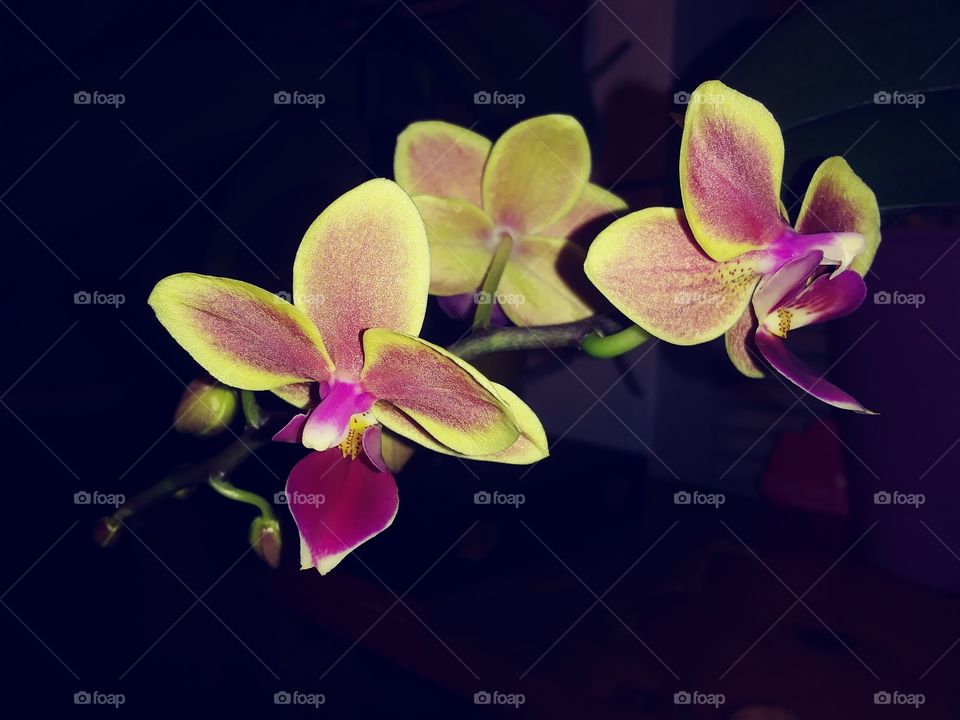 orchid flare