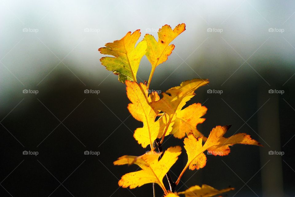 Yellow leaves