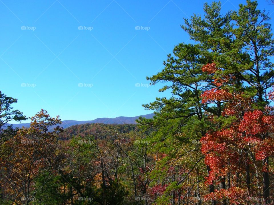 Carolina Blue Skies on a Fall Day