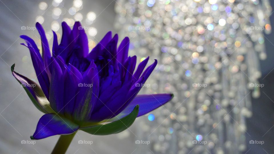 Purple Lotus with chandelier light
