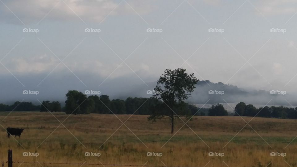 Landscape, No Person, Cropland, Outdoors, Tree
