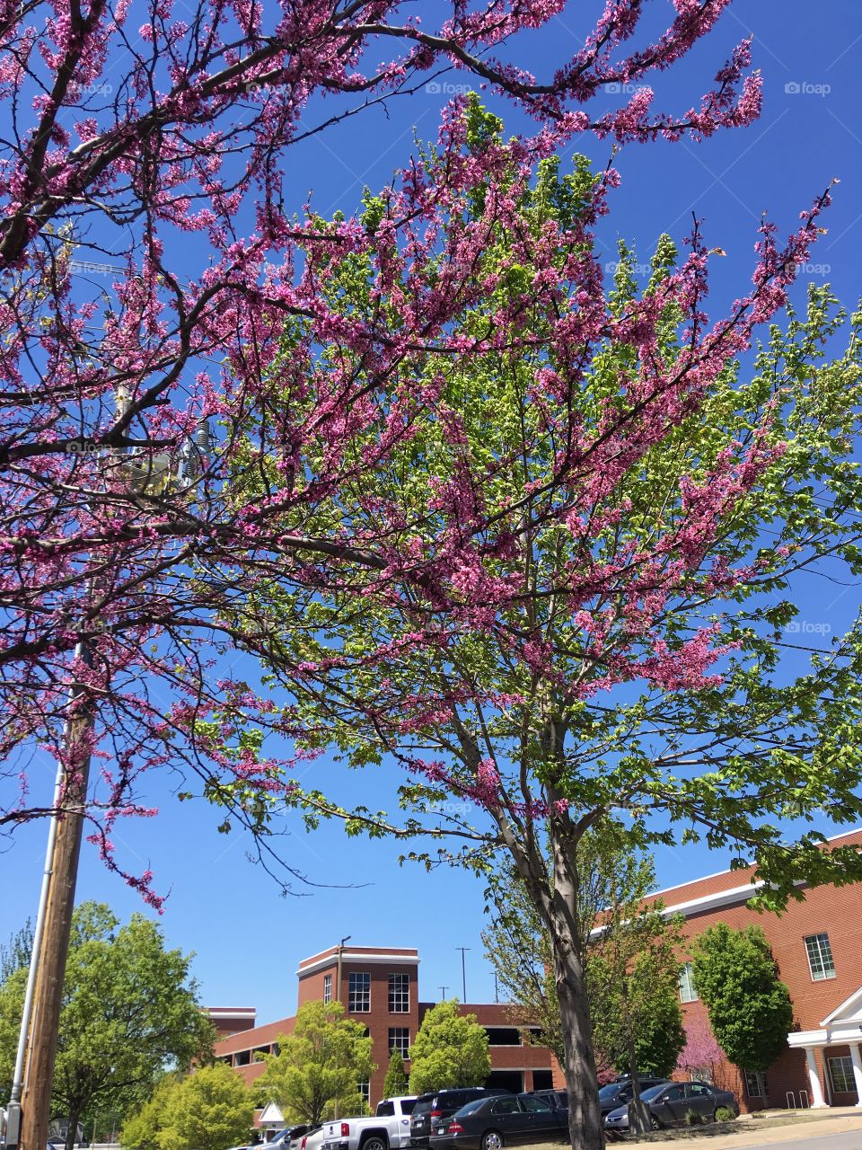Two trees red bud is one. Across from church dark blue sky. Spring is everywhere!