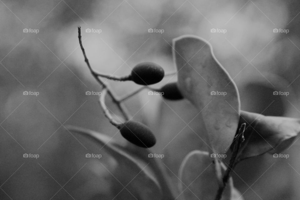 three seeds in black and white.