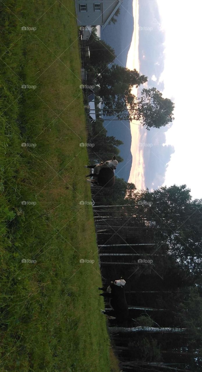 picture of a cow with the sky in some trees in the background