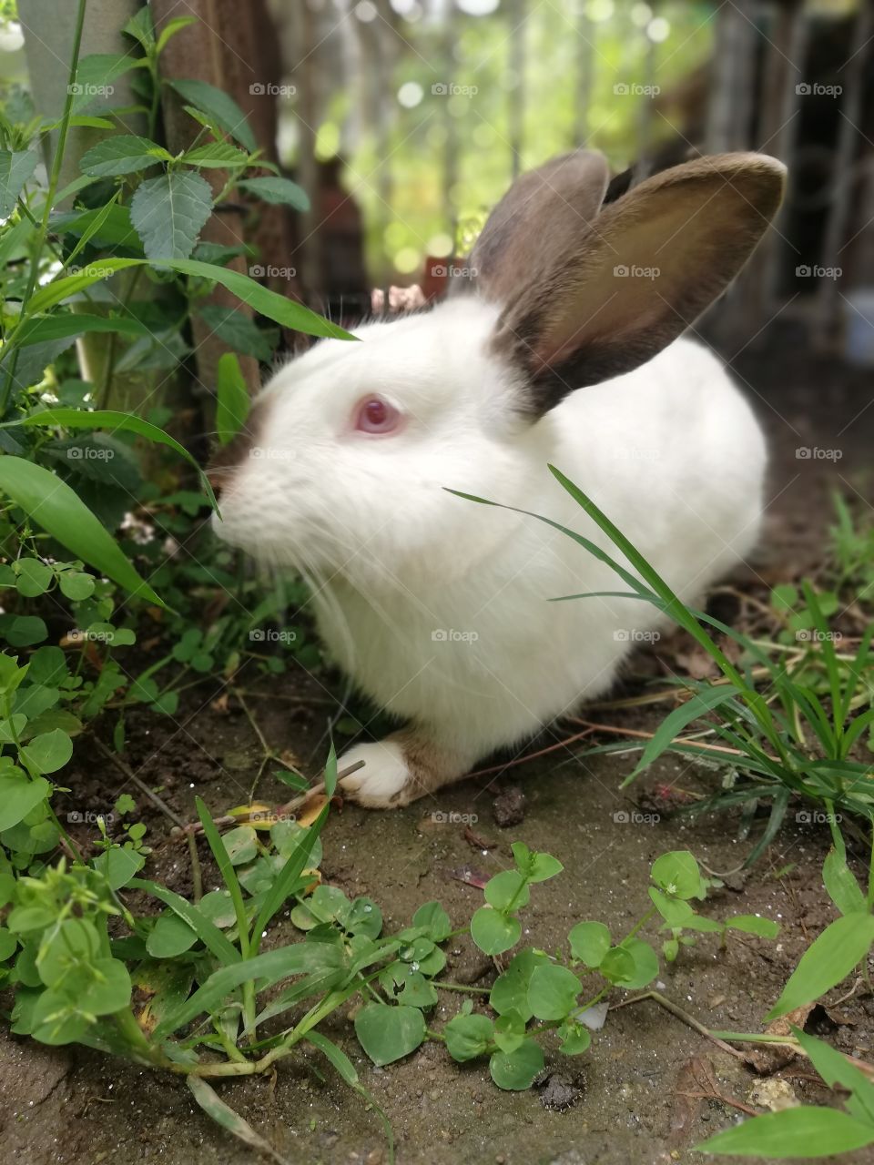 Conejo macho, mascota adulto. Conejo blanco y necho, ojos rojos en contacto con la naturaleza.