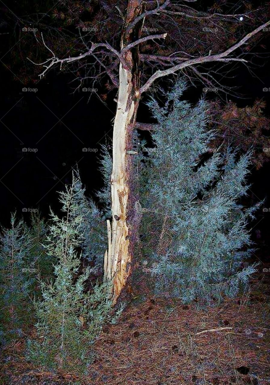 Tree struck by lightning