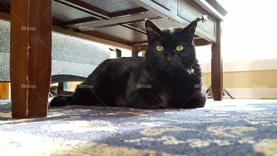 miss Lucy under the table