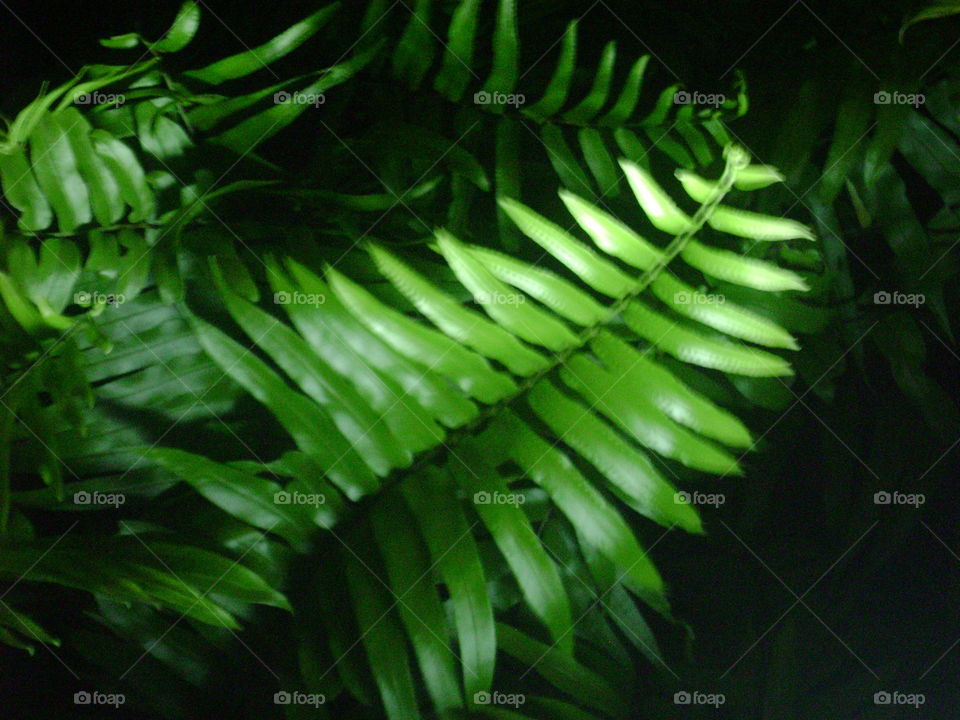 fern. fern frond