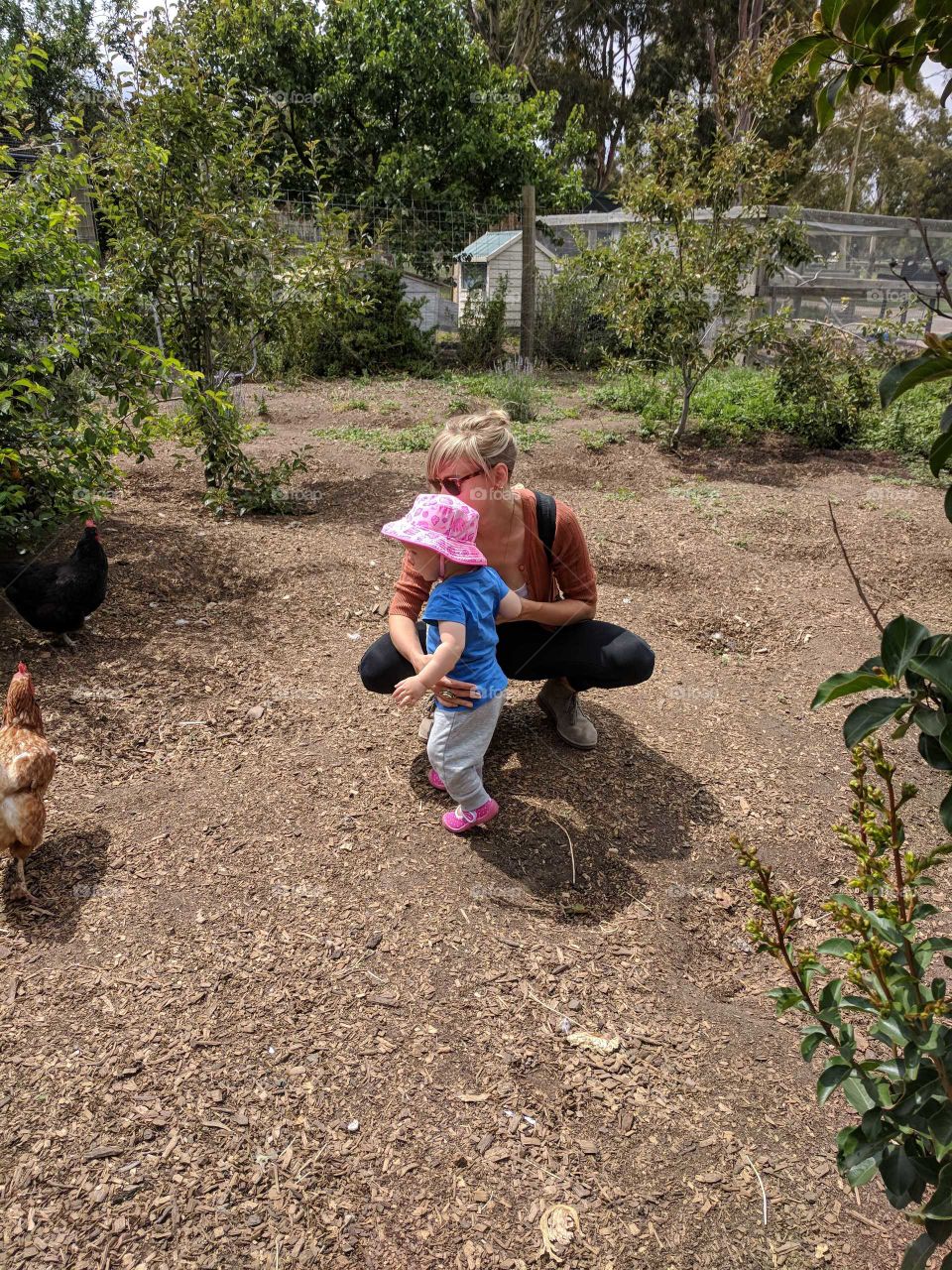 Enthralled with the chooks