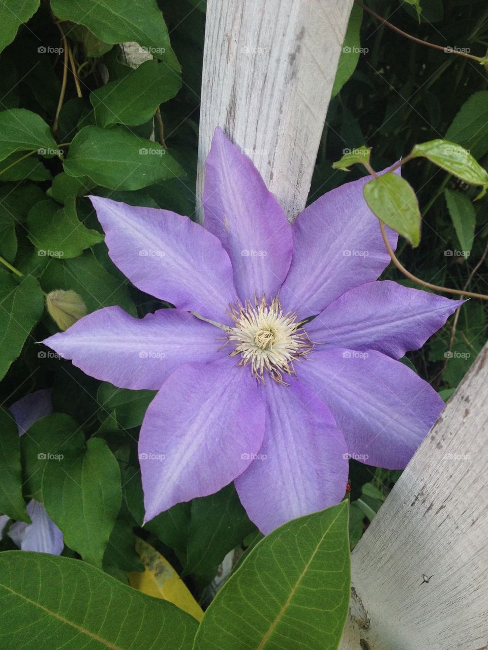 Clematis 