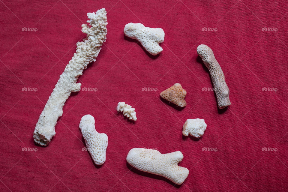 I found those sea coral pieces by the beach in Dahab city.
