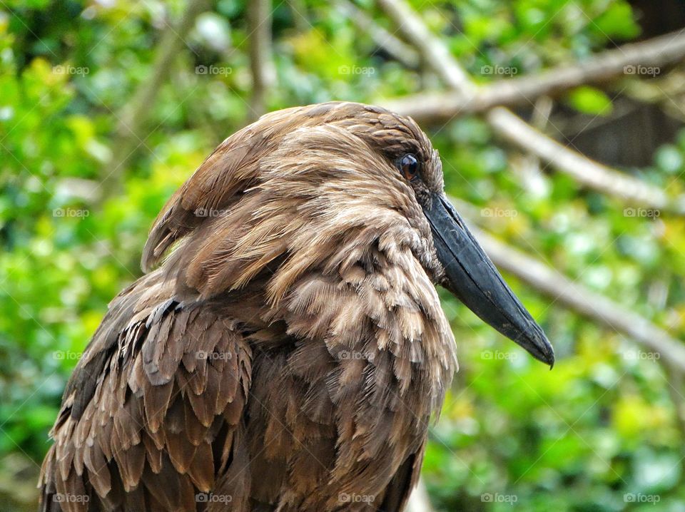 African Heron. Majestic African Waterfowl
