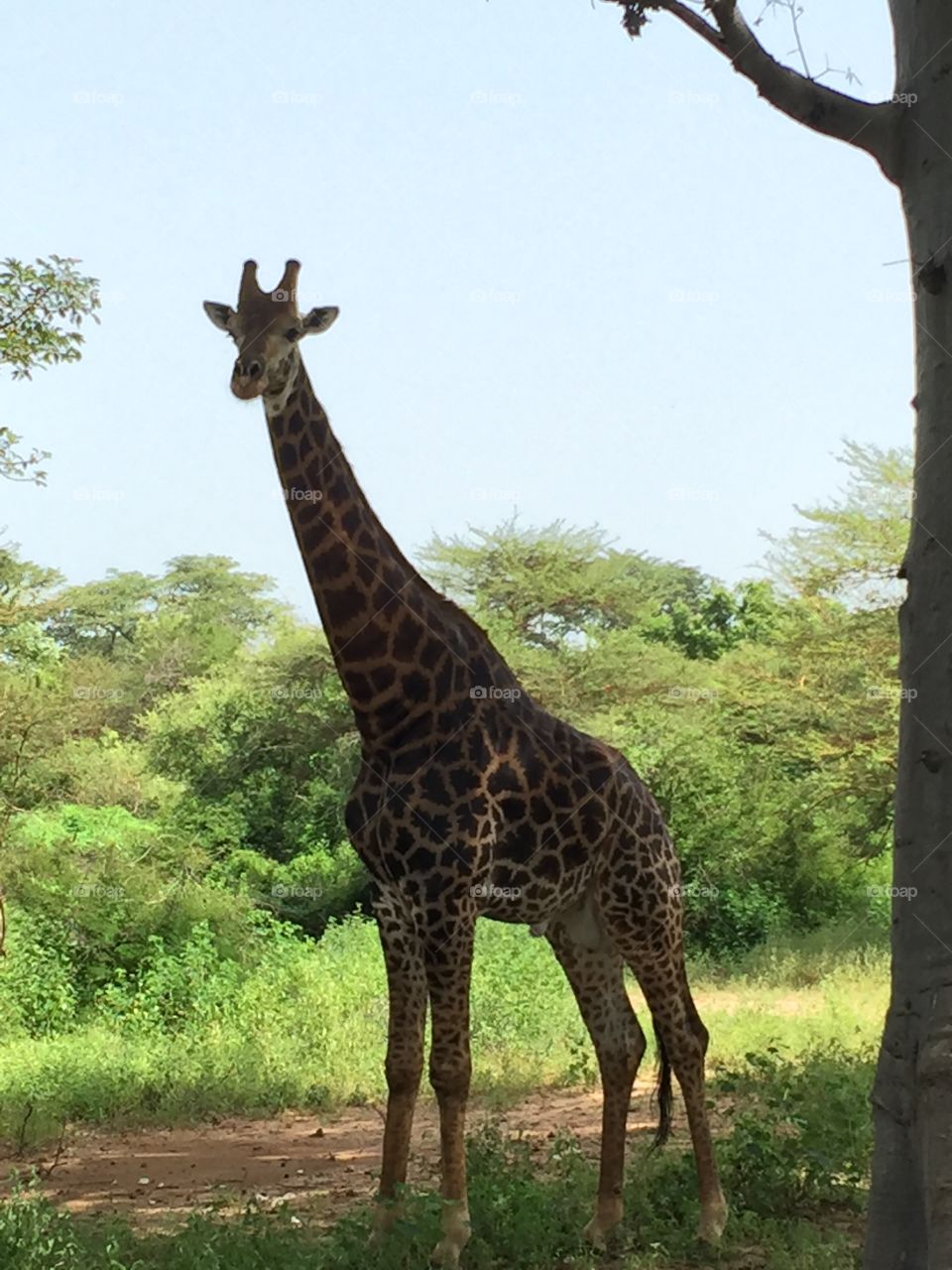Giraffe, Mammal, Wildlife, Nature, Safari