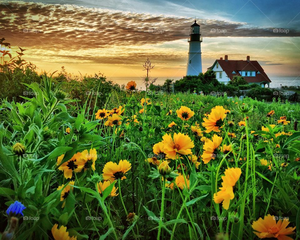 Wildflowers and Lighthouse 