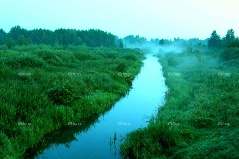 water forest grass fog