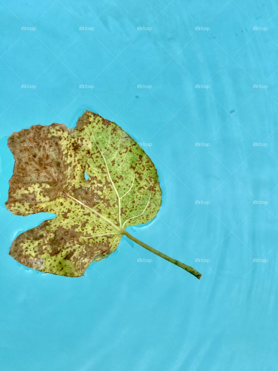 Fall Fig leaf floating in my swimming pool 