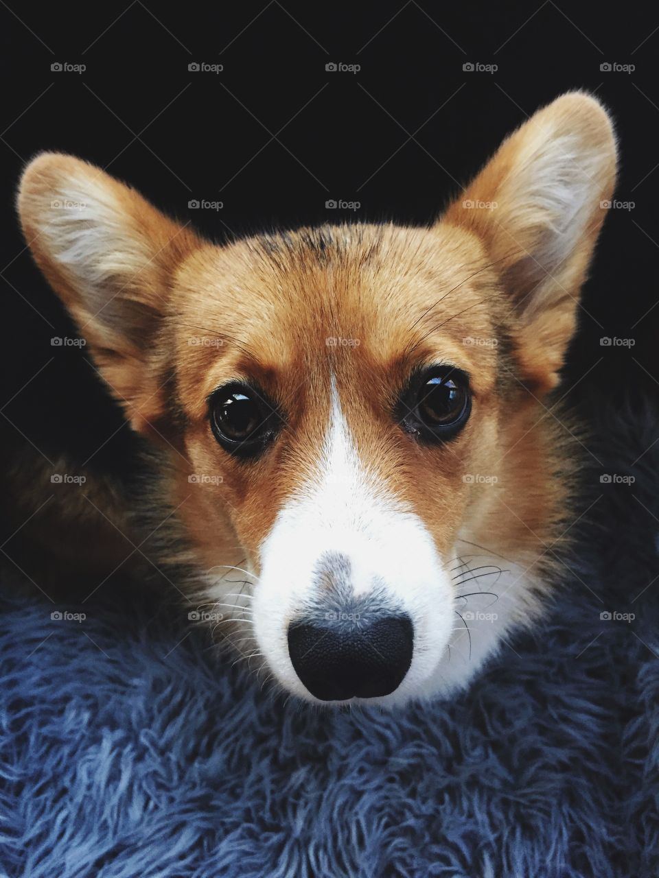 Cute dog with begging eyes