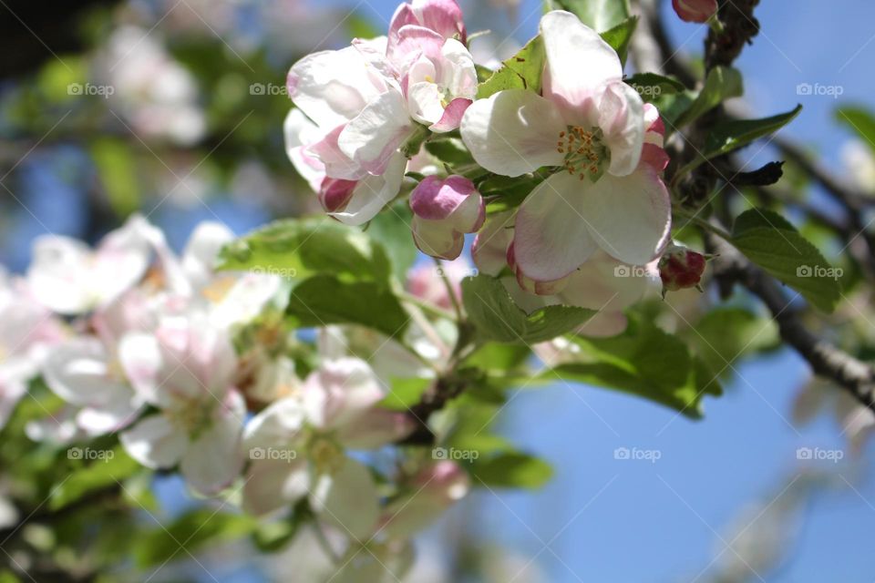 Apple flowers 