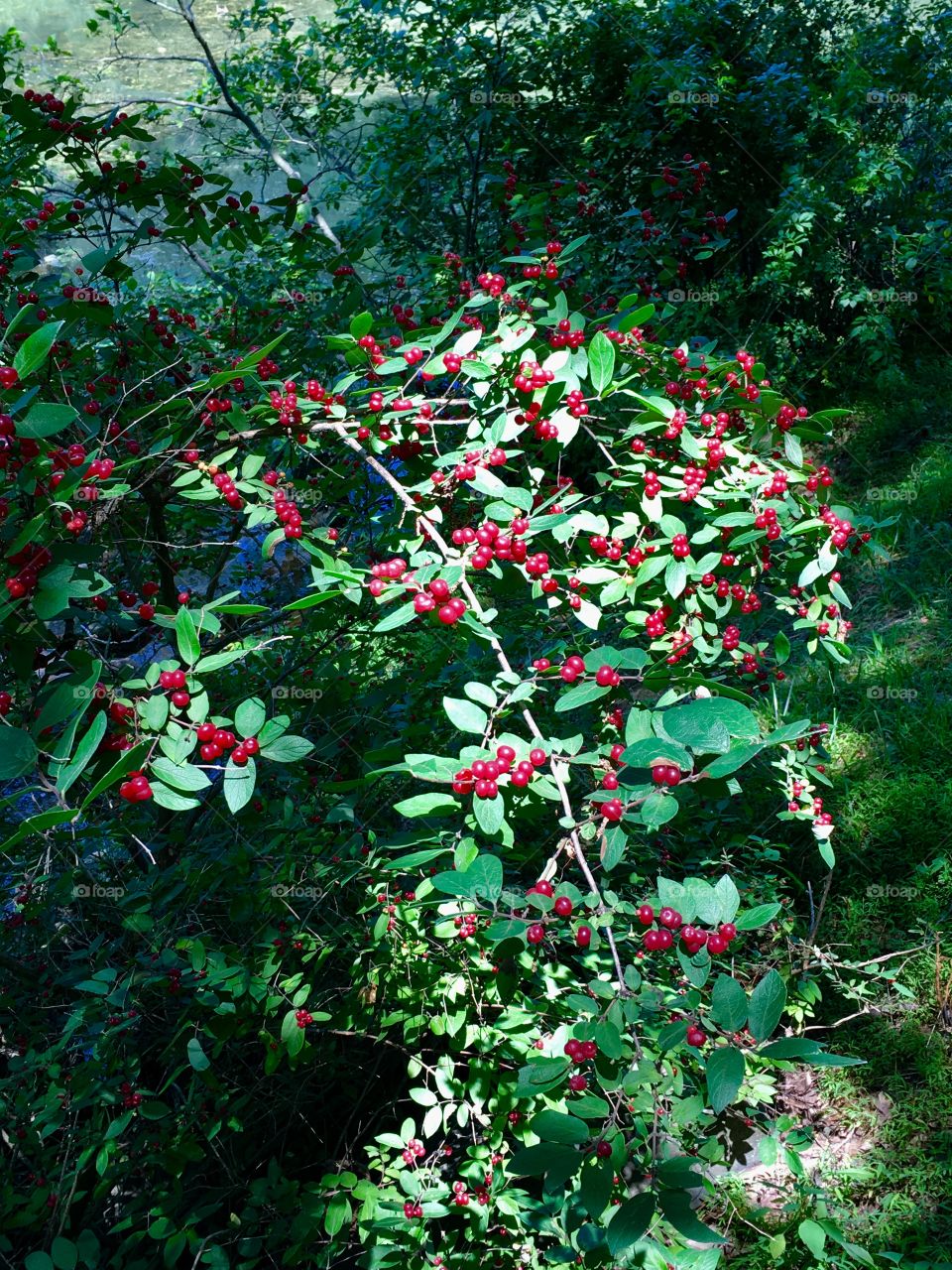 Beautiful berries in lush park
