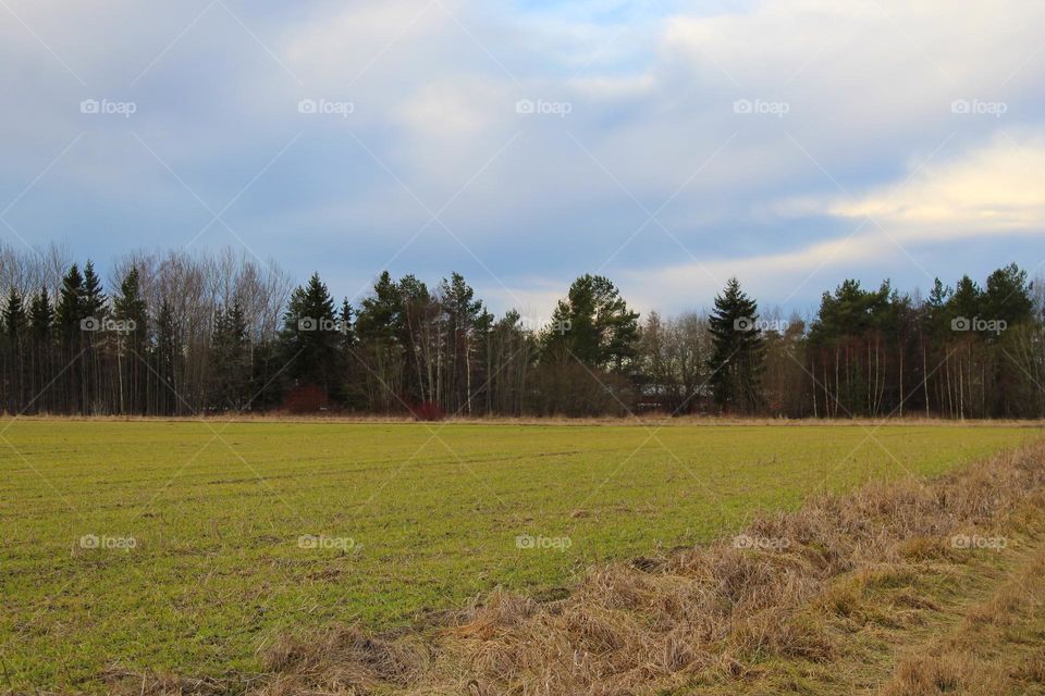 Winter landscape,  Meadow in front of the forest