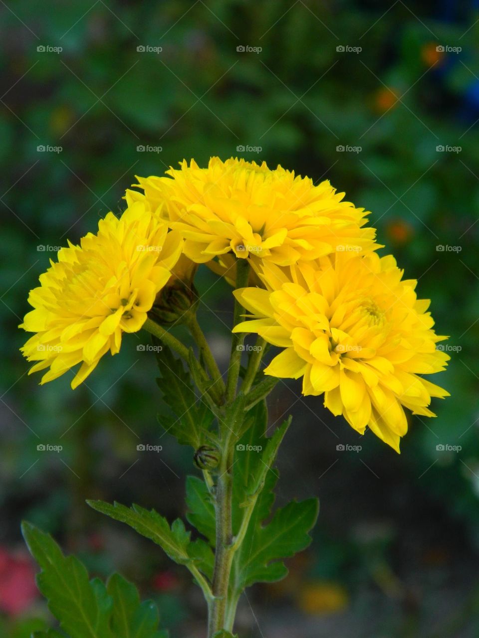 yellow chrysanthemum on a green background
