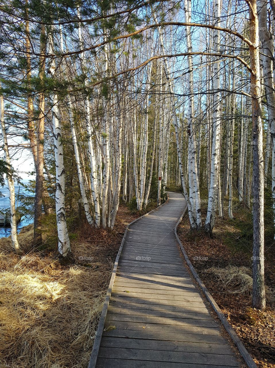 swamp....hertsöträsket...