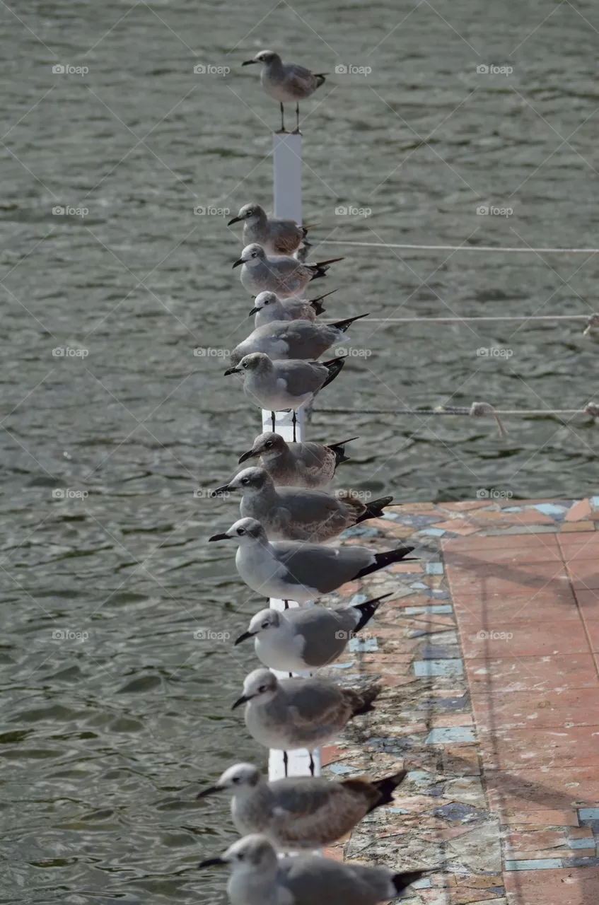 Lined Up