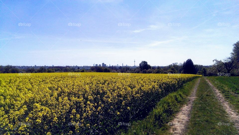 Landscape, Agriculture, No Person, Field, Farm