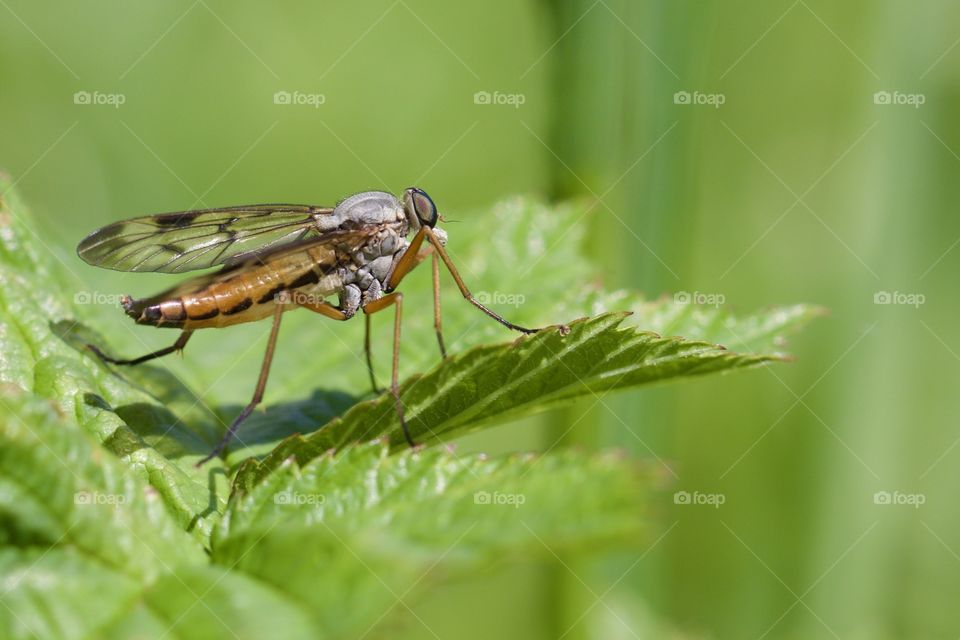 Close-Up Of Insect on green leaf