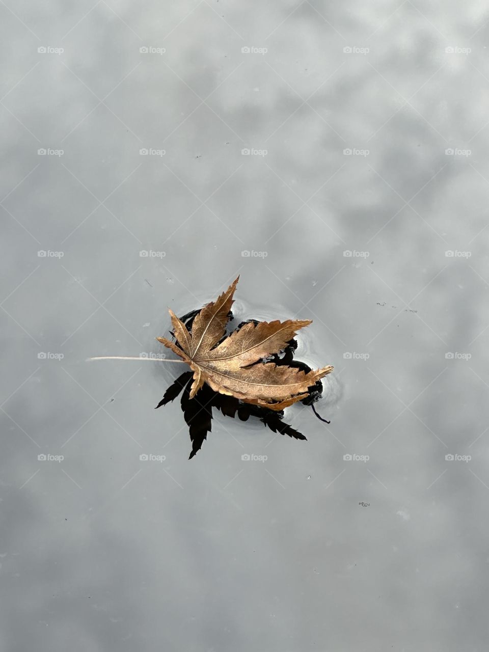Leaf floating in water 