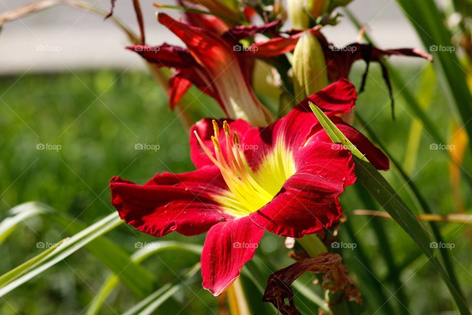 Red daily lily