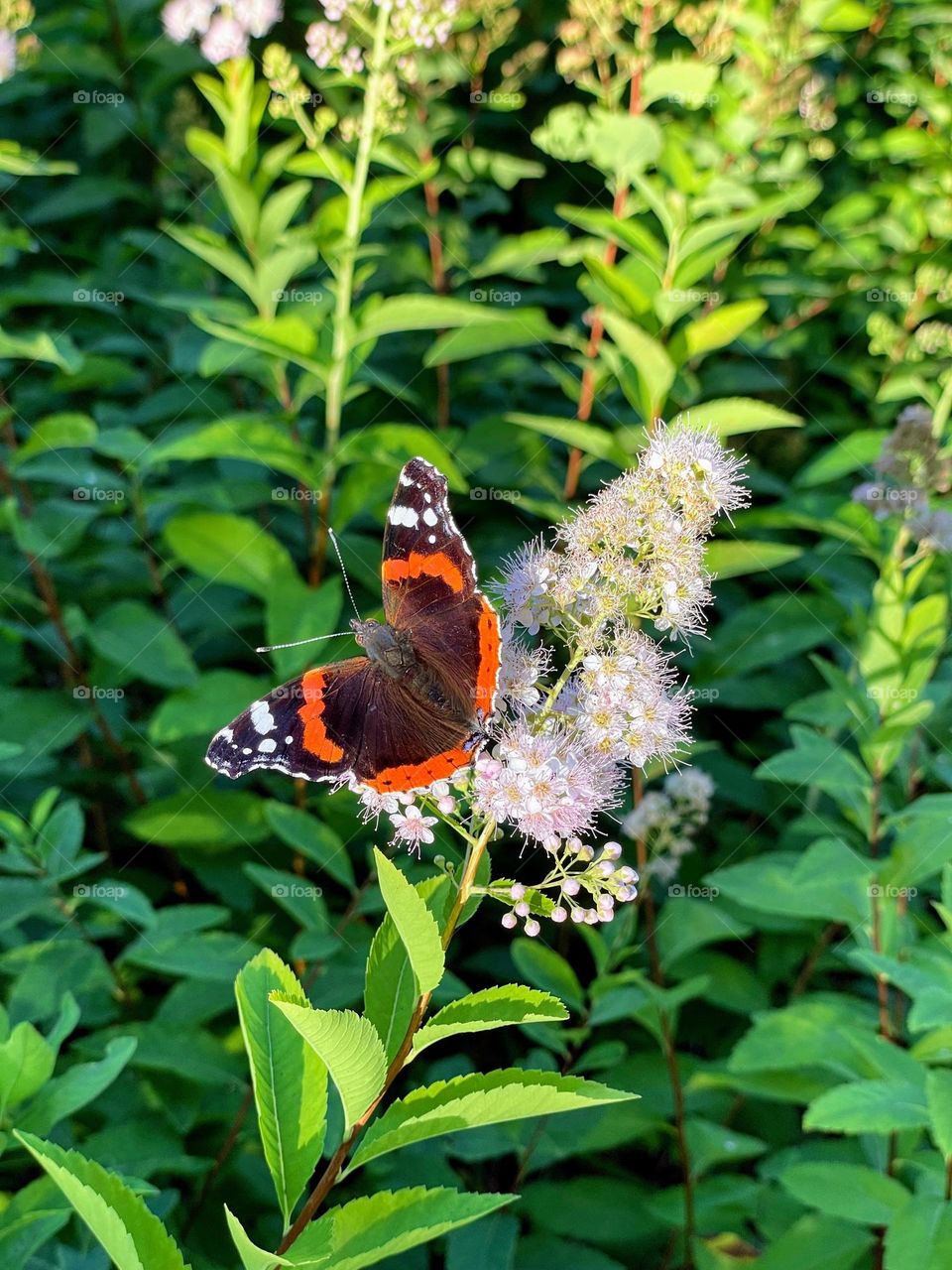 The red admiral butterfly on the flower with lush greenery on the background