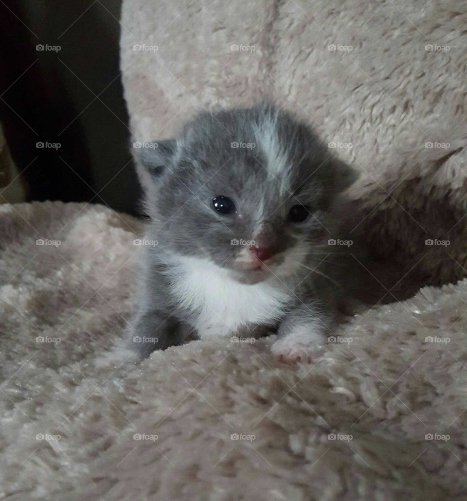 An adorable baby kitten opens his eyes to new possibilities.