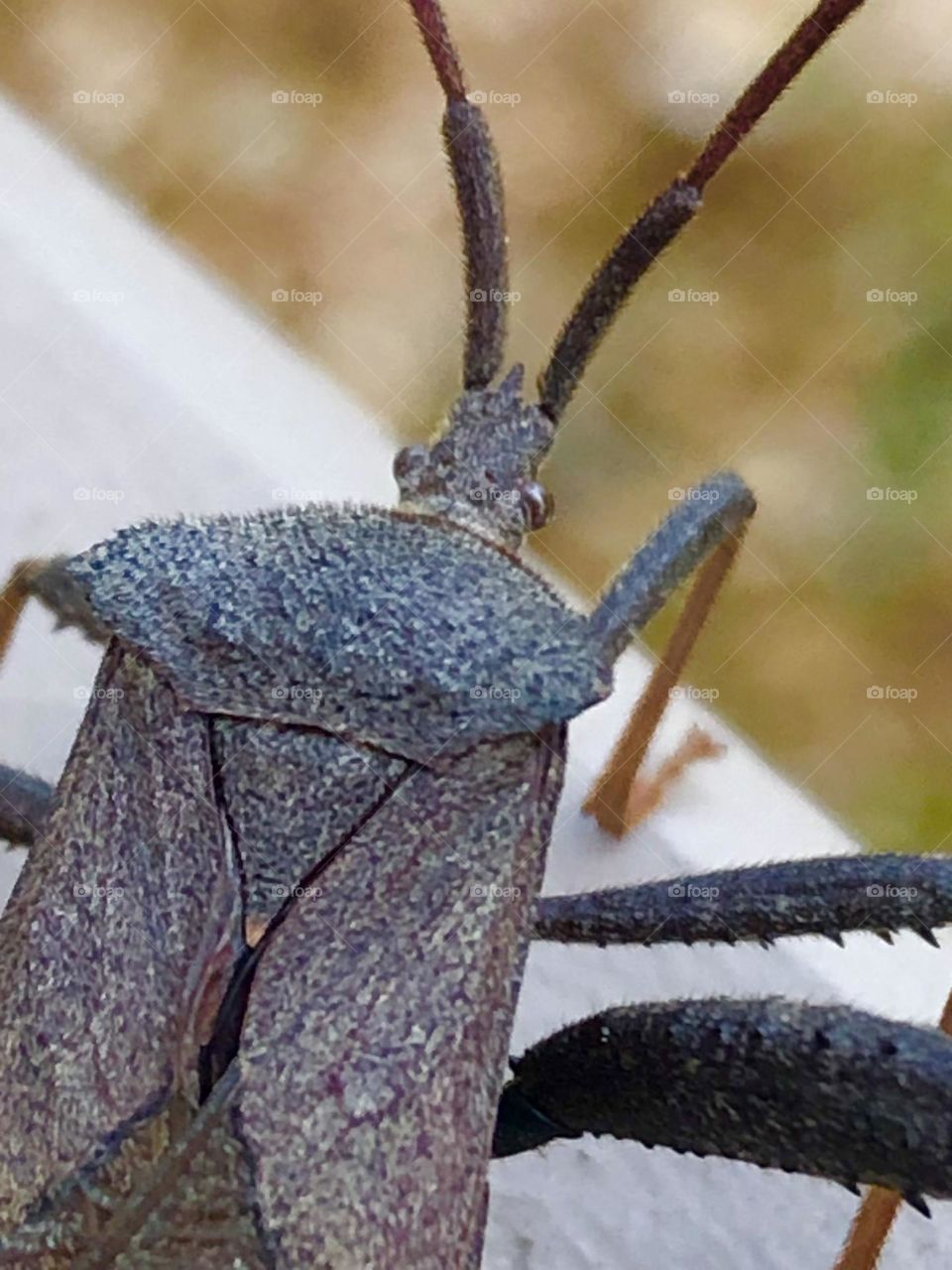 I have a visitor tonight on the porch in Texas! Giant stink bug, and if you ever want to hear my better half scream like a girl, just have one of these guys around 😆