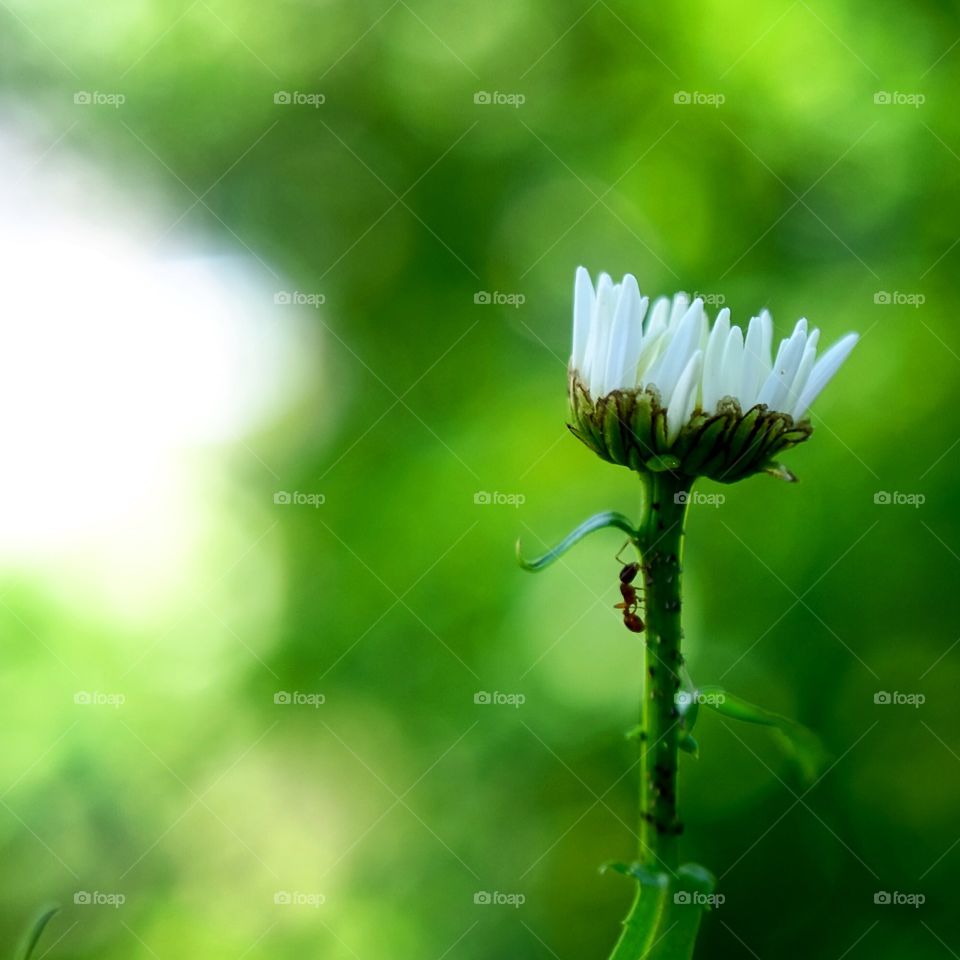 Ant on the flower