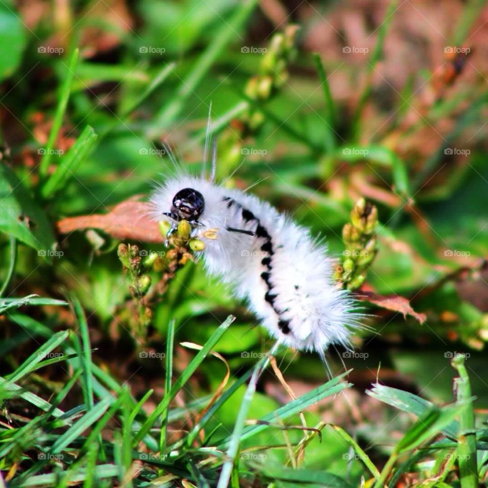 White Caterpillar 