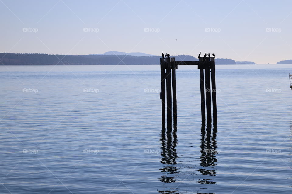 Cormorants gathered on top of a wooden structure in the ocean 