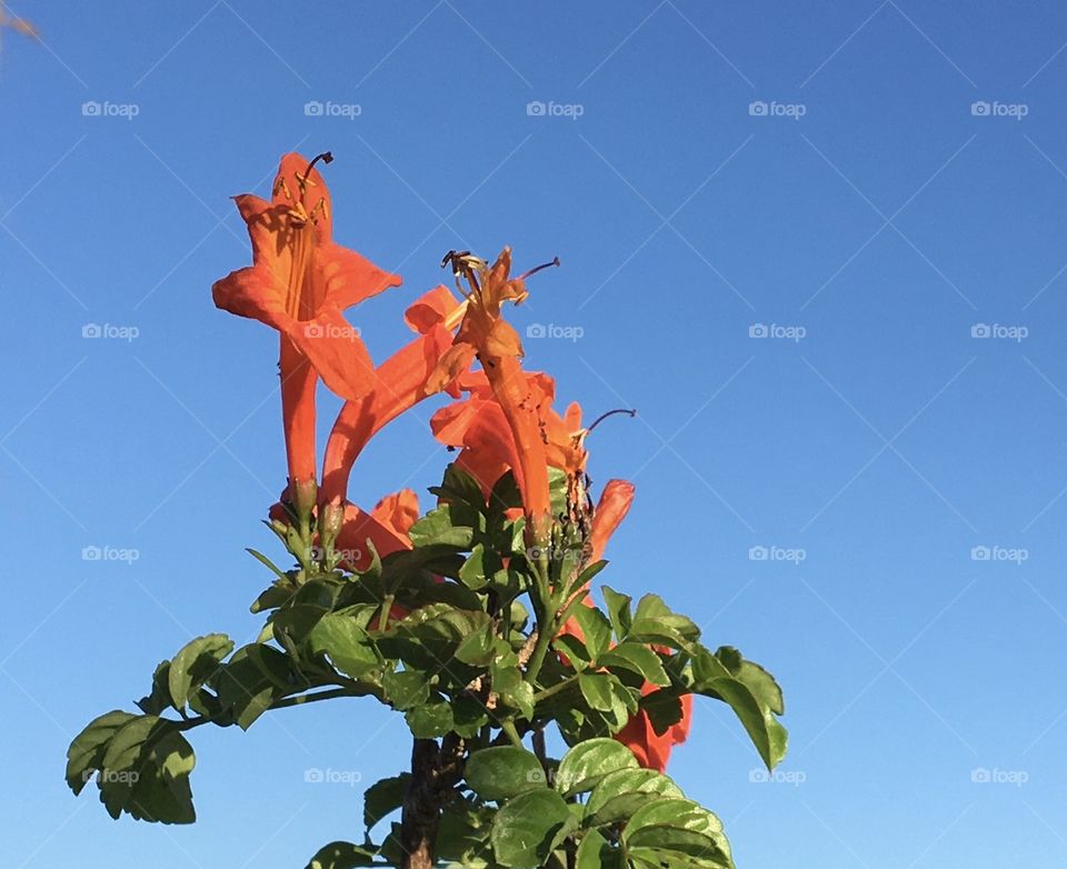 Orange flowers upon blue sky in the morning light