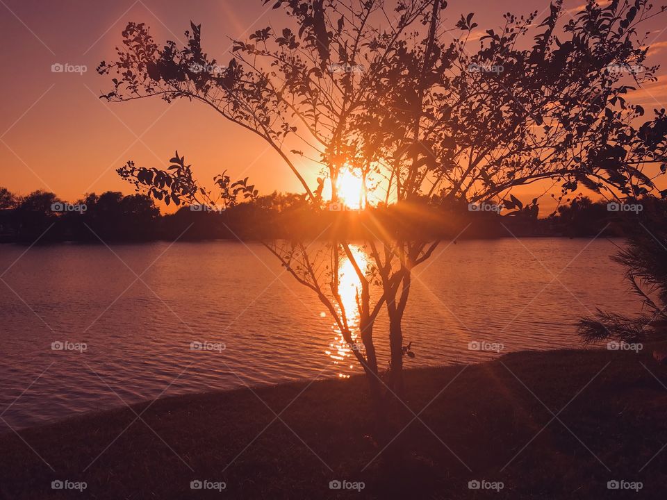The gorgeous ending of A Beautiful Crepe Myrtle that sprayed this immediate small landscape with deep color has given wAy to the scouring effect of the Sun now preparing for Fall colors to match the ever glowing Sun and calm waters of WillowLake.