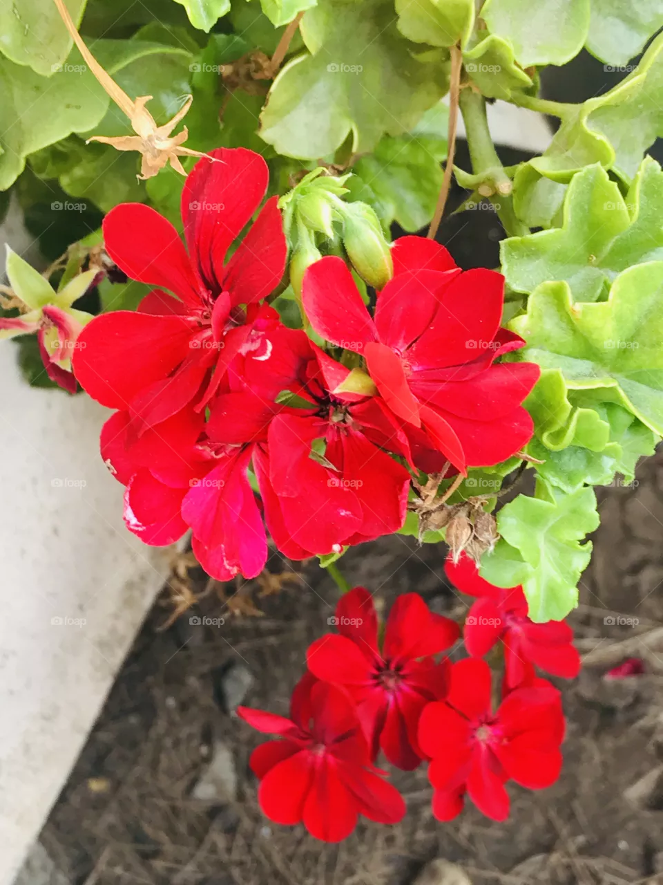 Beautiful red flower near my office.