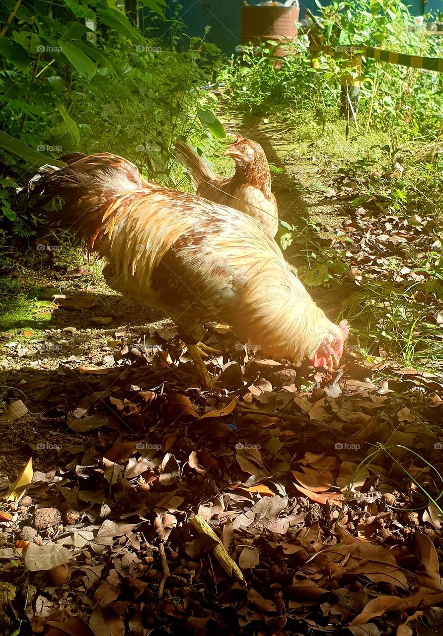 a hen that is curious of who sees her and the rooster that catches him off guard