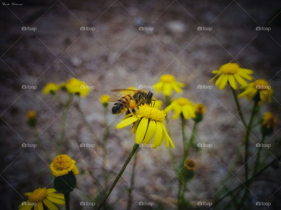 Abeja en flor