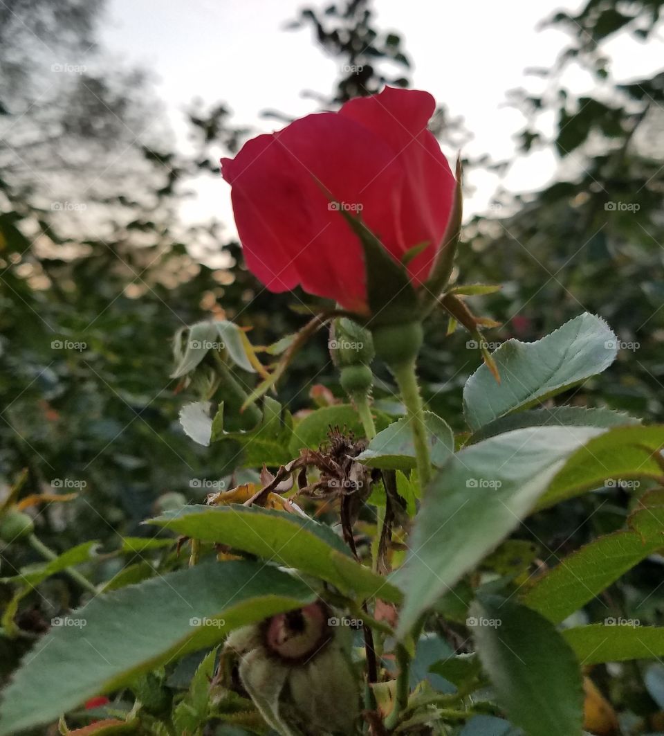 Beautiful Rose bud